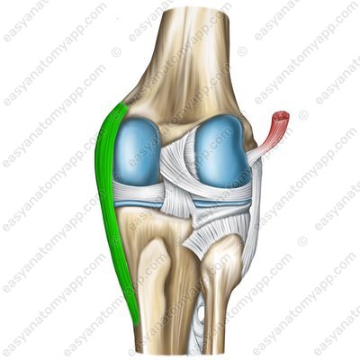 Tibial collateral ligament (lig. collaterale tibiale)